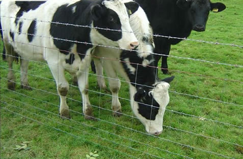Field Fences for Breeding of Cattles